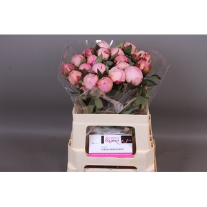 Paeonia Sarah Bernhardt | XXL