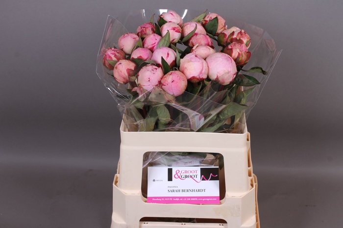 <h4>Paeonia Sarah Bernhardt | XXL</h4>