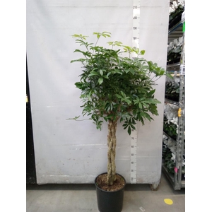 Schefflera arbor. 'Compacta'