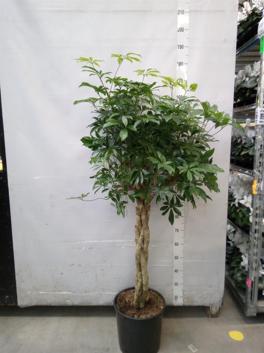 <h4>Schefflera arbor. 'Compacta'</h4>