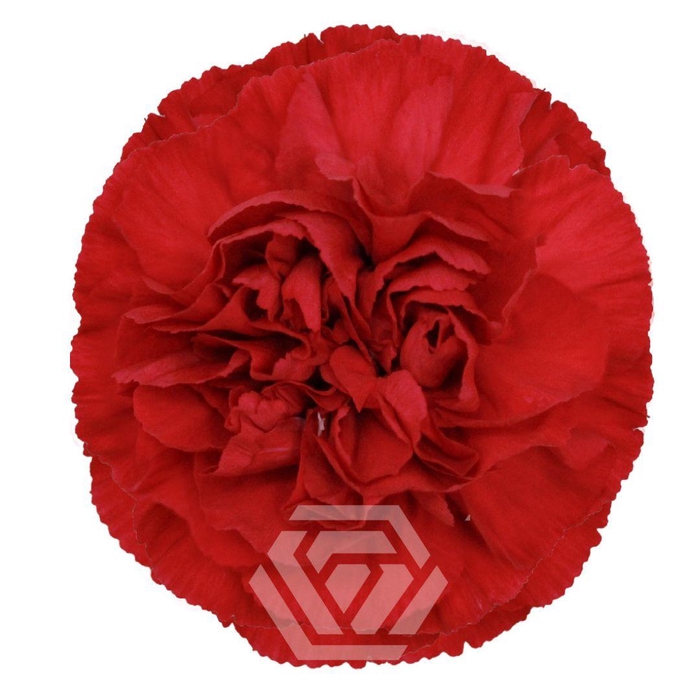 <h4>DI ST VIRGILIO SELECT</h4>