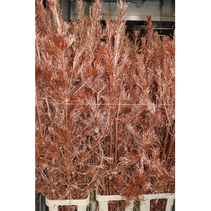 Pinus Alaska Paint Copper Stem