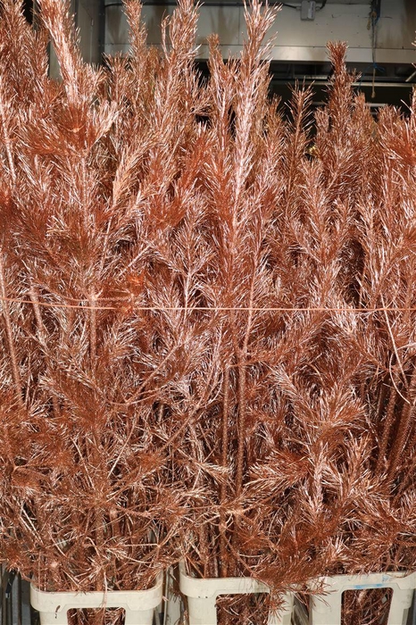 <h4>Pinus Alaska Paint Copper Stem</h4>