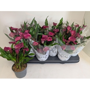 ZANT ROYAL VALENTINE