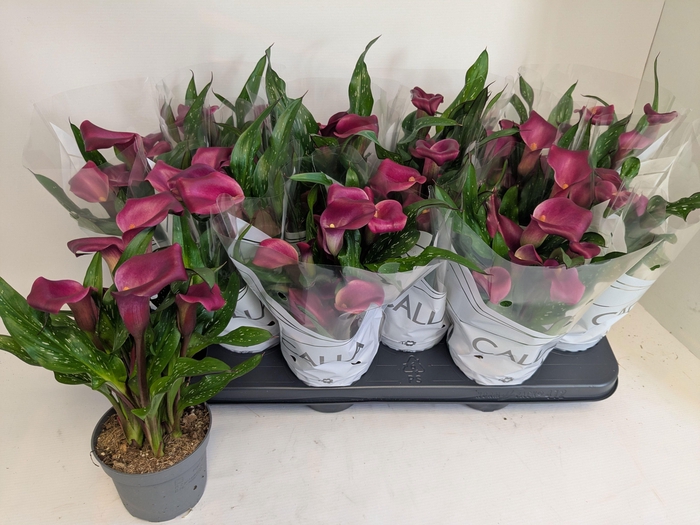 <h4>ZANT ROYAL VALENTINE</h4>