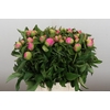 Paeonia Monsieur Jules Elie