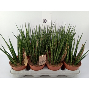 Sansevieria  'Fernwood'