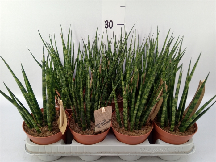 <h4>Sansevieria  'Fernwood'</h4>