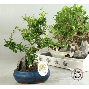 BONSAI GEM
