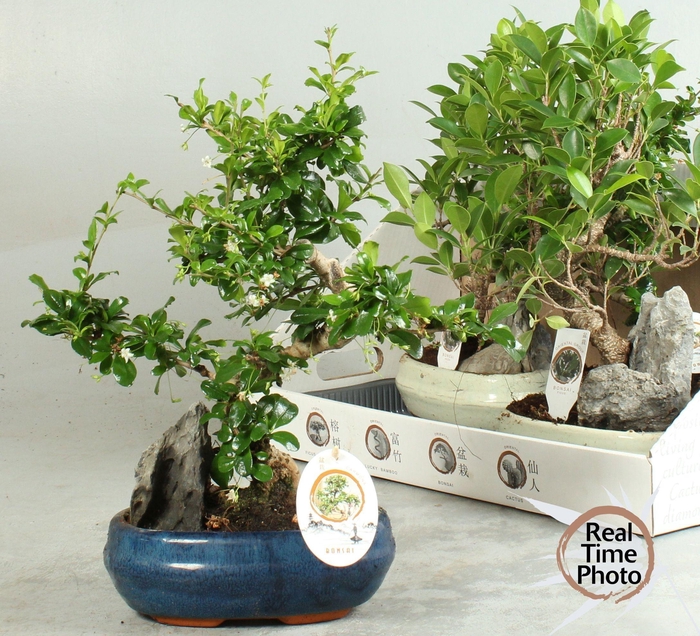 <h4>BONSAI GEM</h4>