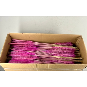 DF Pampas Silvy B10 85cm Purpl