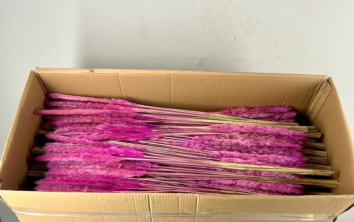 <h4>DF Pampas Silvy B10 85cm Purpl</h4>