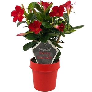 Mandevilla Sundaville Early Scarlet op rek (Dipladenia)