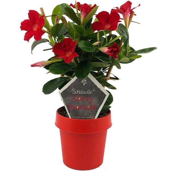 <h4>Mandevilla Sundaville Early Scarlet op rek (Dipladenia)</h4>