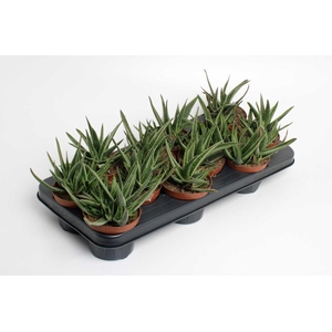 Gasteria Doreen