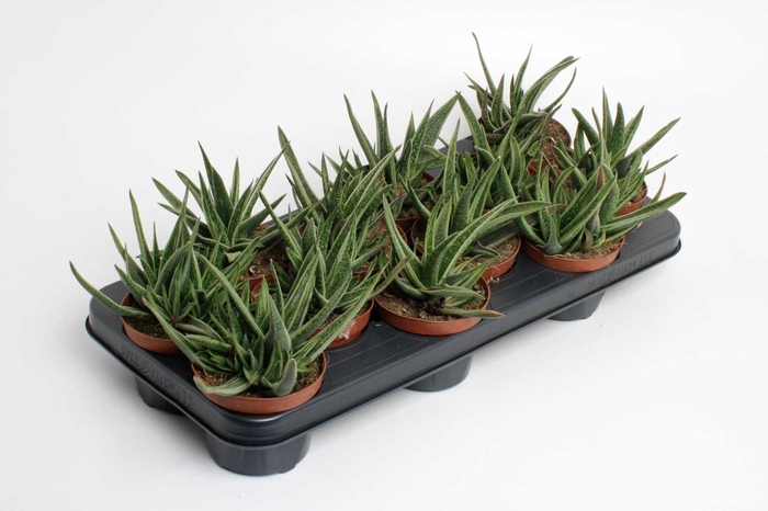 <h4>Gasteria Doreen</h4>