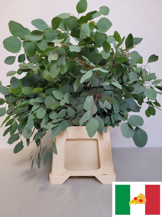 <h4>EUC POPULUS PB</h4>