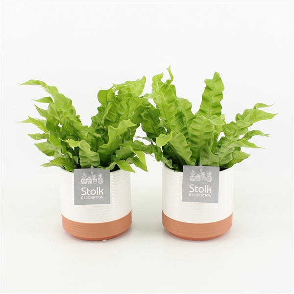 <h4>Asplenium Crispy Wave in Milou Keramiek</h4>