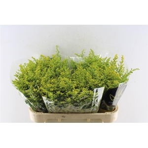 Solidago Carzan Glory 70cm 40 Gram