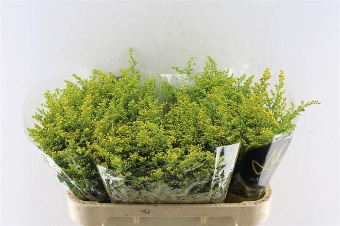 <h4>Solidago Carzan Glory 70cm 40 Gram</h4>