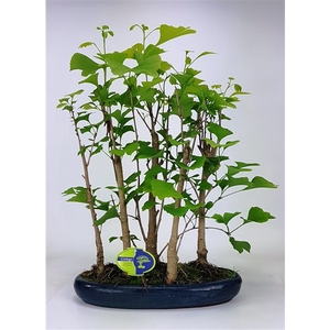 ginkgo biloba group 5 stem