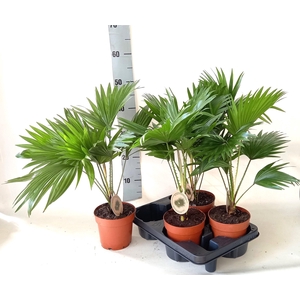 LIVISTONA ROTUNDIFOL