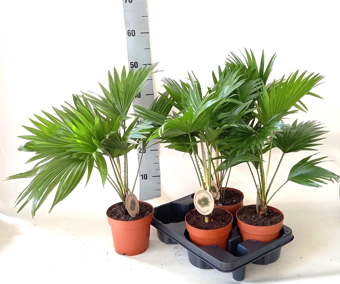 <h4>LIVISTONA ROTUNDIFOL</h4>