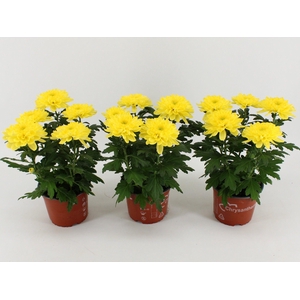 Chrysant Zembla Geel