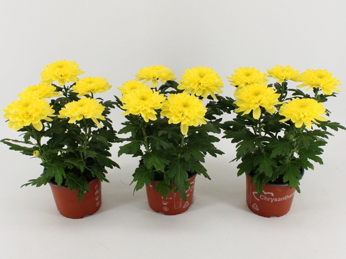 <h4>Chrysant Zembla Geel</h4>