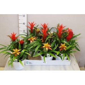 ARR BROMELIA