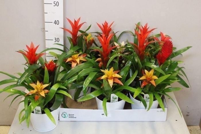 <h4>ARR BROMELIA</h4>