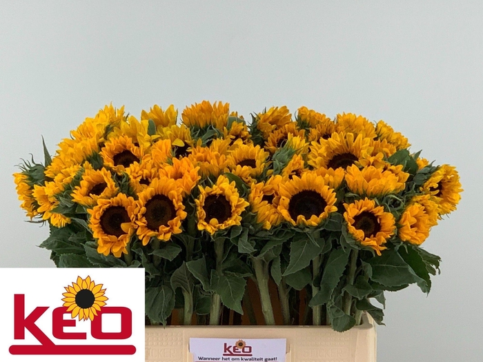 <h4>HELI SUNRICH ORANGE</h4>