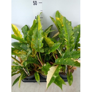 Philodendron  'Ring of Fire'