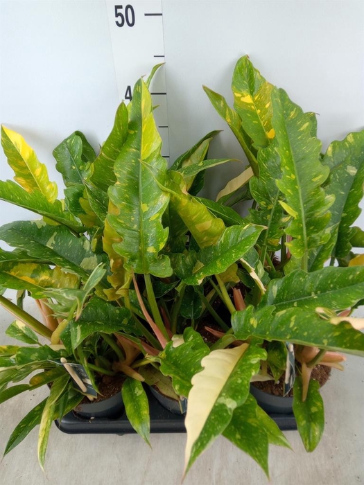 <h4>Philodendron  'Ring of Fire'</h4>