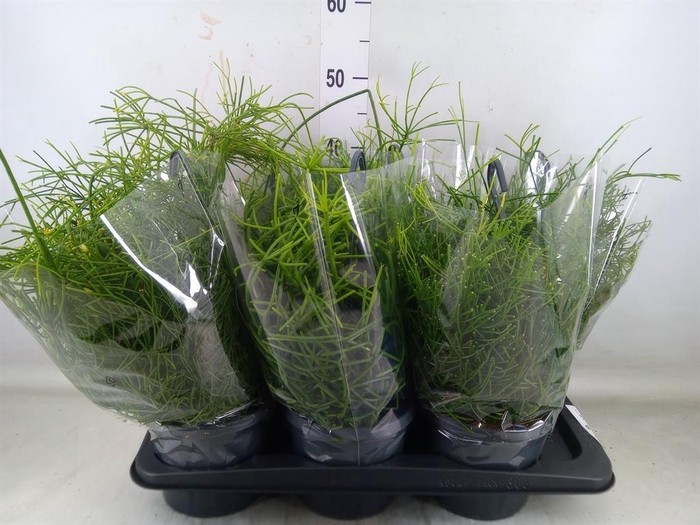 <h4>Rhipsalis   ...mix</h4>