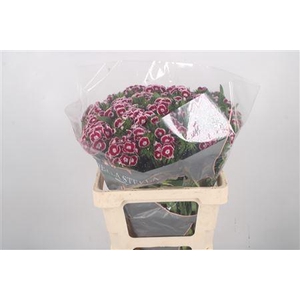 Di Barb King X50 55cm