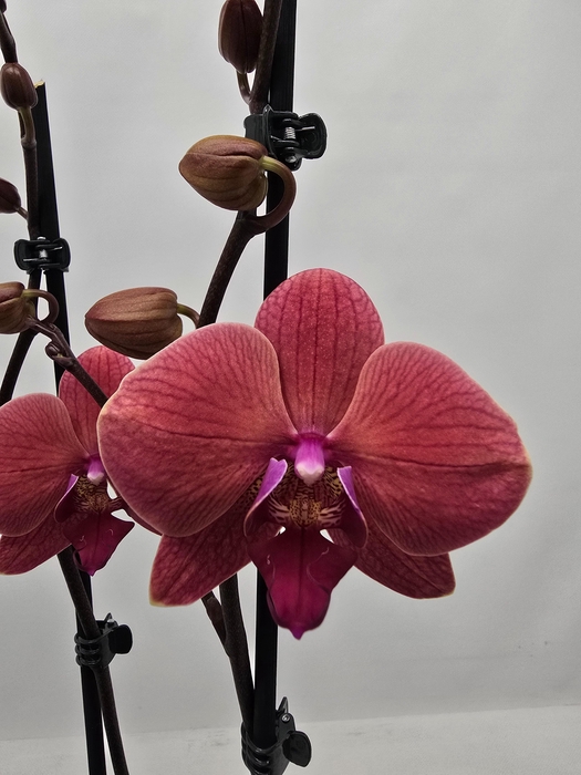 <h4>Limited 26 week 9</h4>