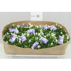 Campanula Port White