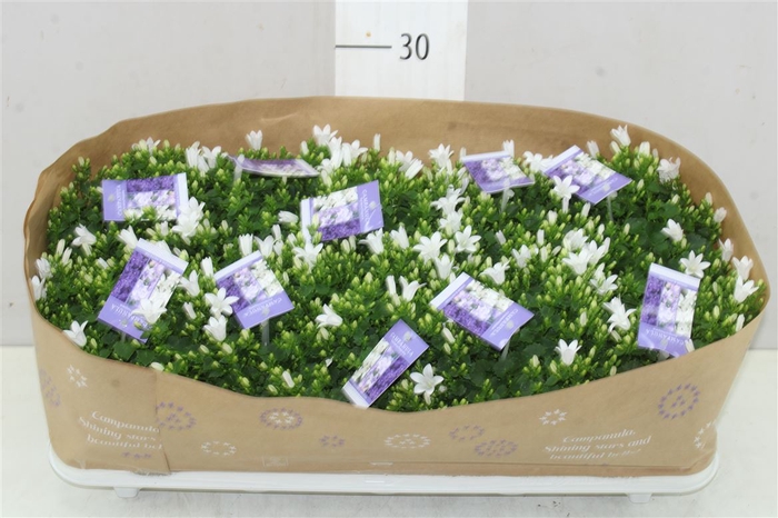 Campanula Port White