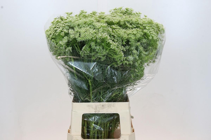 <h4>Ammi Visnaga</h4>