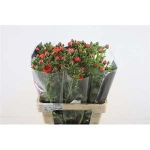 Ran. Magical Salmousse