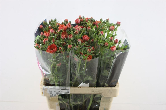 <h4>Ran. Magical Salmousse</h4>