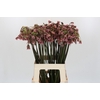 Allium Nectaroscordum Siculum