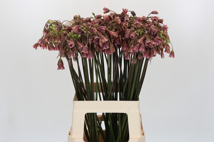 <h4>Allium Nectaroscordum Siculum</h4>