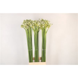 Ornithogalum Saundersiae White