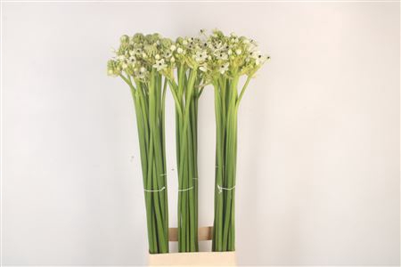 <h4>Ornithogalum Saundersiae White</h4>
