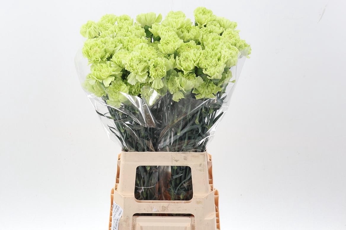 <h4>Di St Selva hi</h4>