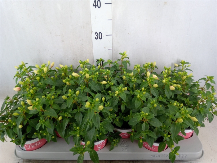 <h4>Fuchsia  'Bella Fuchsia Sophia'</h4>