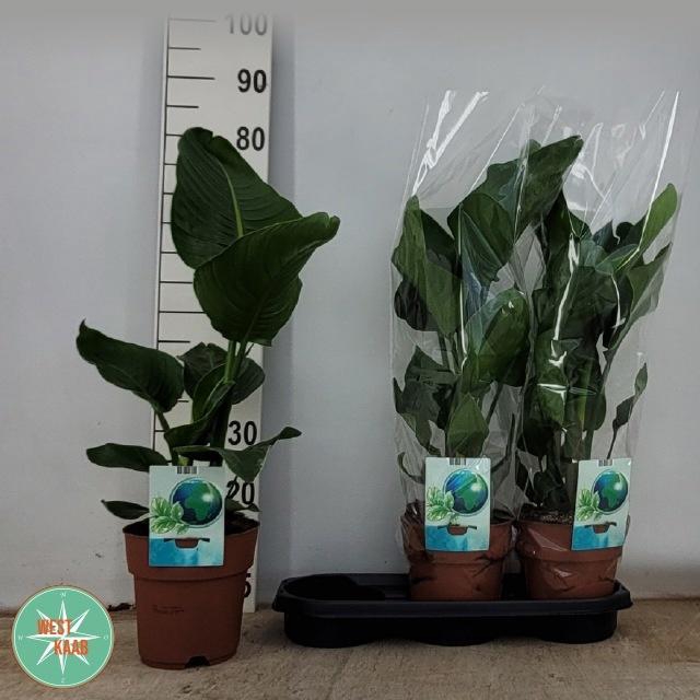 <h4>STRELITZIA NICOLAI</h4>