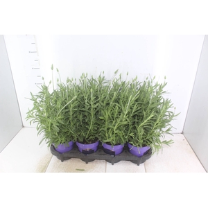 LAVANDULA ANGUSTIFOLIA P15